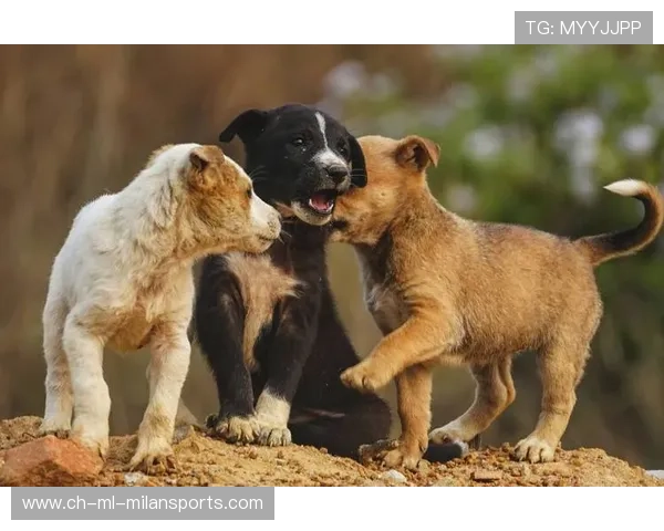 哈兰德训练中与狗狗赛跑，画面太治愈
